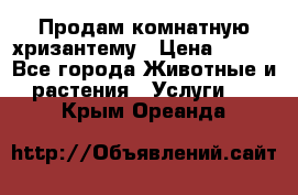 Продам комнатную хризантему › Цена ­ 250 - Все города Животные и растения » Услуги   . Крым,Ореанда